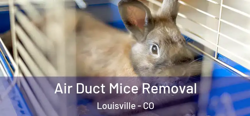  Air Duct Mice Removal Louisville - CO
